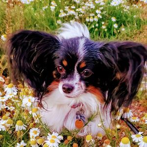 Meet your Posher, Cheyenne